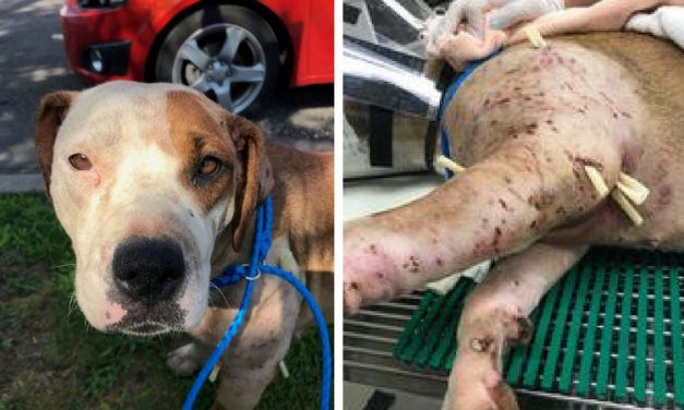 SIGN: Justice for ‘Bait Dog’ Covered With 200 Puncture Wounds