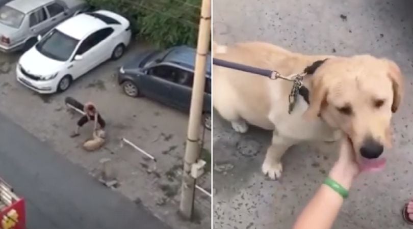 dog beaten in the streets for money