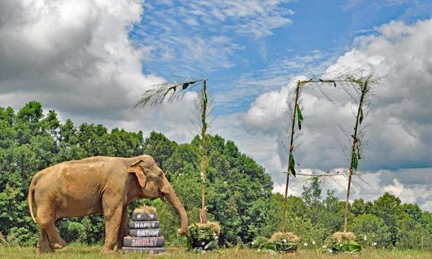 Rescued Circus Elephant Celebrates Her 70th Birthday