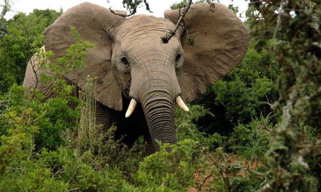 Suspected Poacher Arrested After being Trampled by Elephants