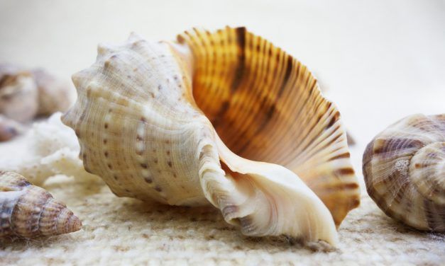 Did You Know Animals Were Tortured to Make Your Sea Shell Trinkets?