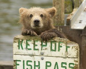 Brown Bear Cub looking all cute with a sign