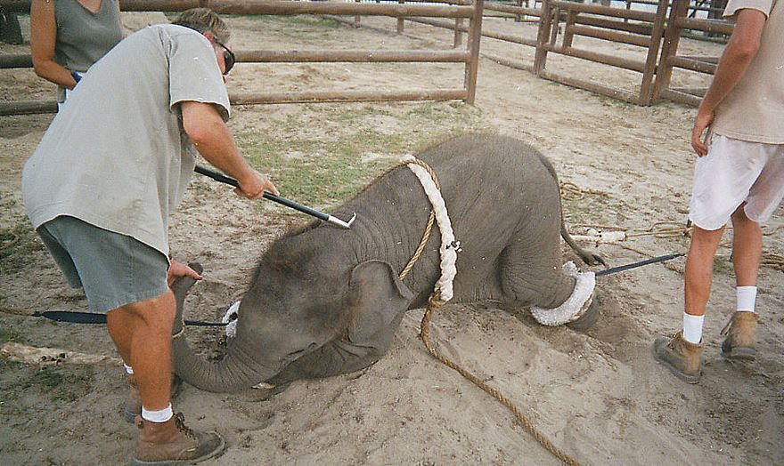 SIGN: Ban Cruel Use of Circus Elephants in Germany