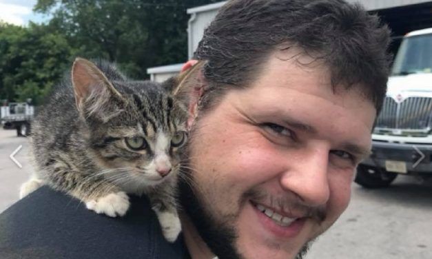 Kitten Stuck in Fender for 45-Mile Drive Miraculously Survives, Gets Adopted by Tire Shop Worker