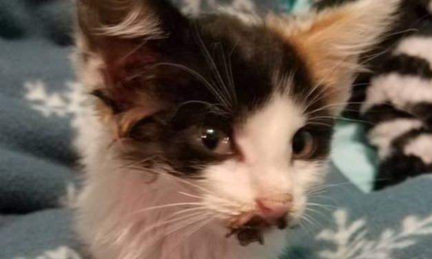 SIGN: Justice for Kittens with Mouths Cruelly Glued Shut