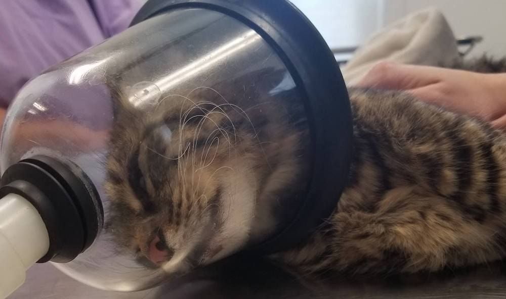 kitten recovering from firecracker attack