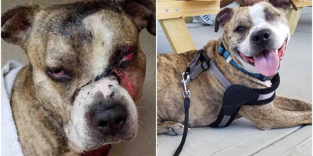 Kind Officer Adopts Pit Bull Found Shot and Covered in Bleach