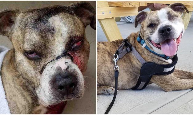 Kind Officer Adopts Pit Bull Found Shot and Covered in Bleach