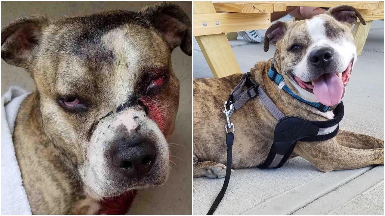 Dog shot in the face