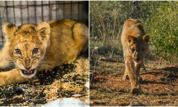 “Pet” Lion Cub Kept in Tiny Cage and Beaten Finally Knows Freedom