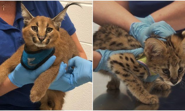 Six Exotic Kittens Rescued from Cruel Wildlife Trafficking Trade