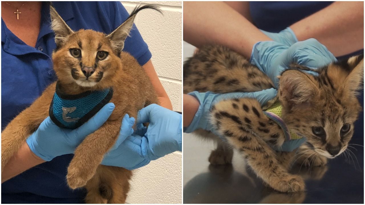 Exotic cats seized in New York