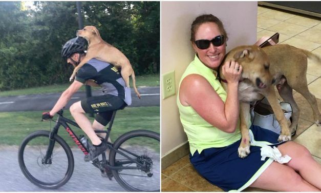 Cyclist Finds Puppy Hit by Car, Carries Him for Miles to Save His Life