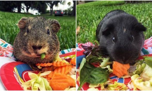Formerly Abused Guinea Pigs Now Get Picnics in the Park