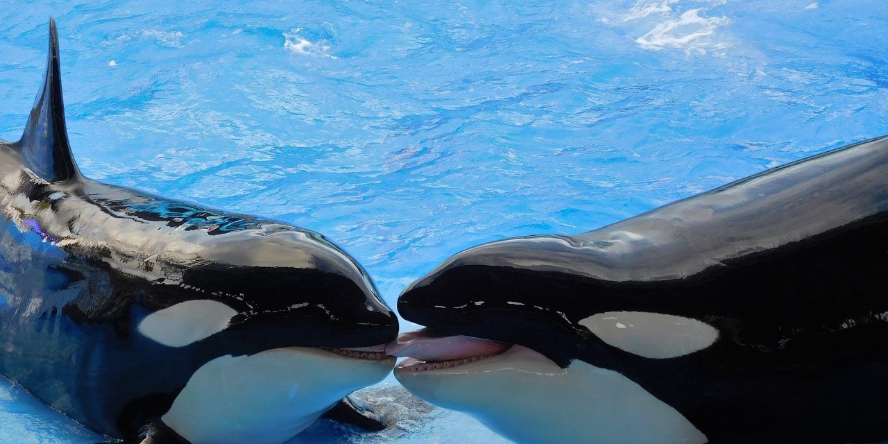 Thomas Cook to Stop Selling SeaWorld Tickets Due to Animal Cruelty