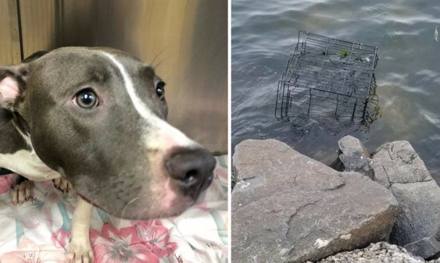 SIGN: Justice for Dog Sadistically Trapped in Cage to Drown