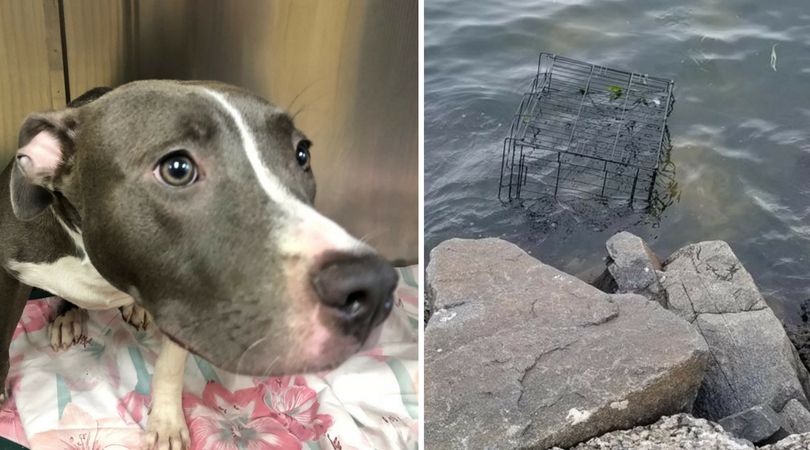dog left to drown in ocean