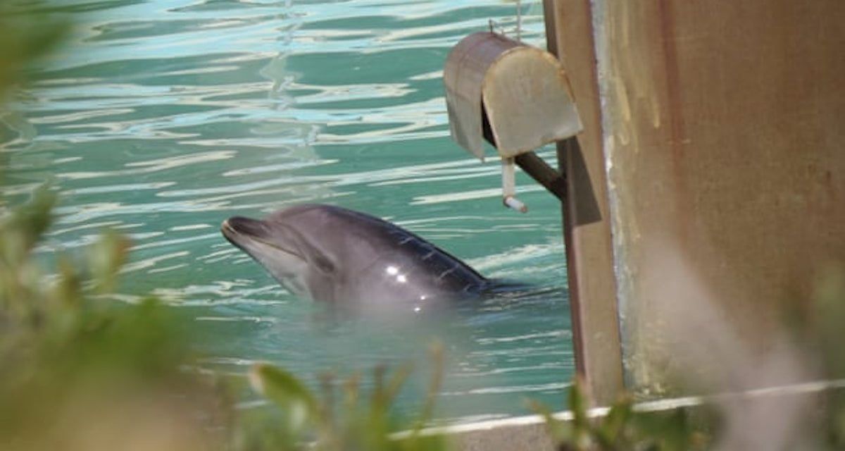 honey the lonely abandoned dolphin
