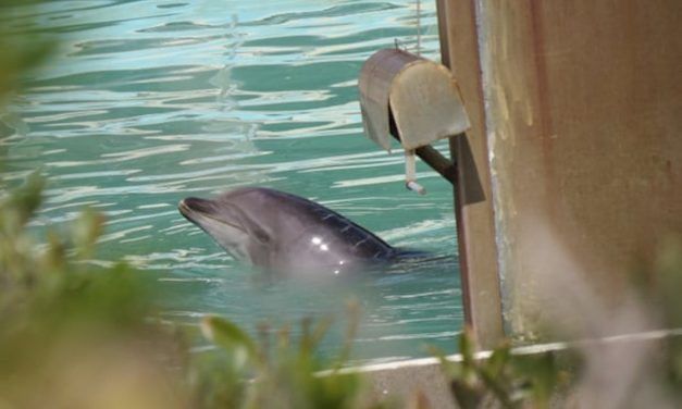 SIGN: Free Honey, The World’s Saddest Dolphin