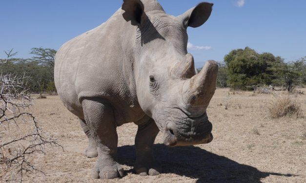 Rhino Poachers Sentenced to More than 15 Years in Prison