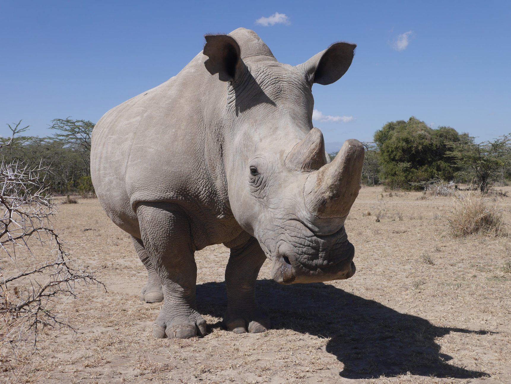 Rhino conservation in South Africa