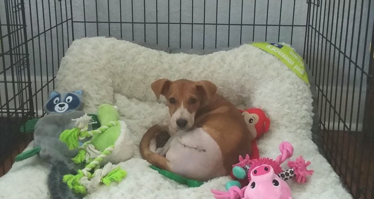 Rescued dog survives surgery.