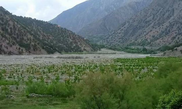 Pakistan is Planting 10 Billion Trees to Help Cope With Climate Change
