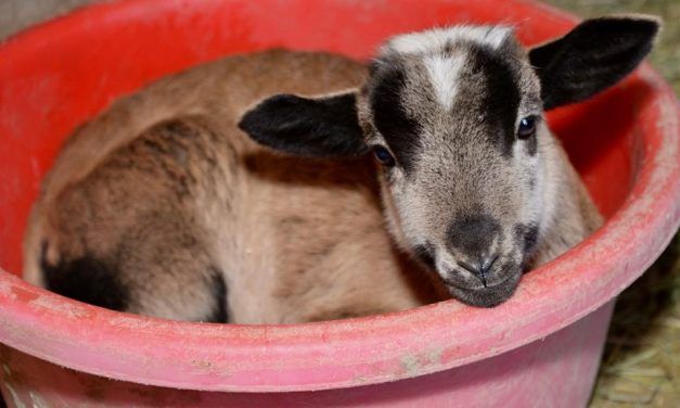 Sheep Saved from Slaughter will Become ‘Therapy Sheep’ to Heal Humans