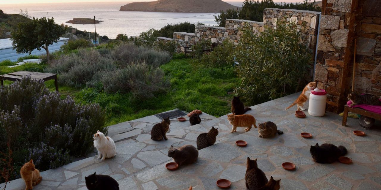 Cat lovers dream job on Greek island.