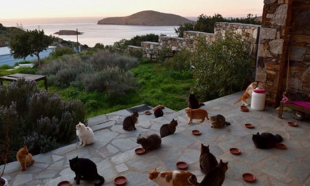 ‘Dream Job’ Caring for Cats on Greek Island Paradise is Flooded with Applicants