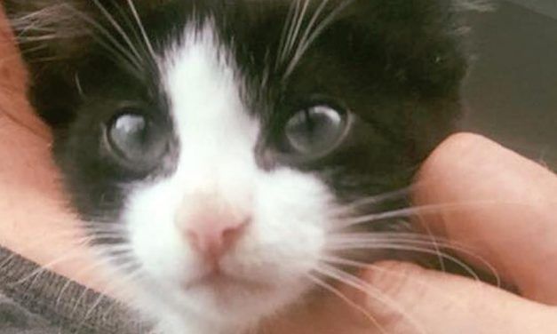 SIGN: Justice for Kitten Put in Frying Pan for Sick Snapchat Video