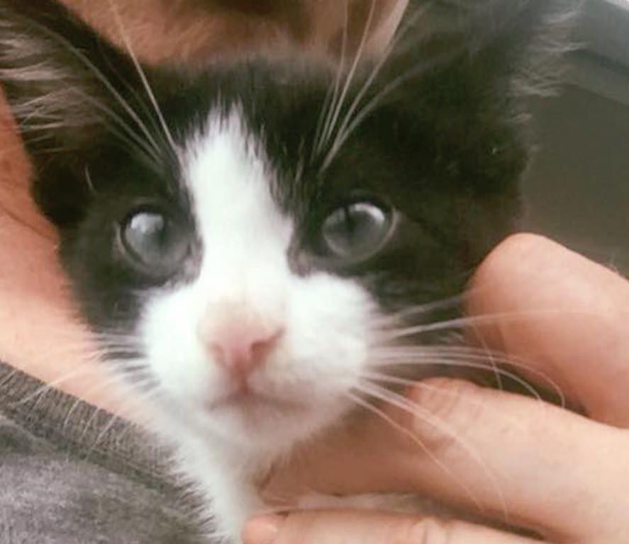 Tiny kitten abused in Ireland