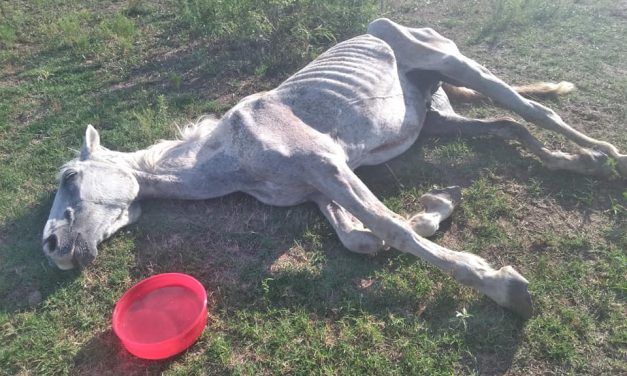 SIGN: Justice for Horse Wasted Away to Nothing but A Skeleton