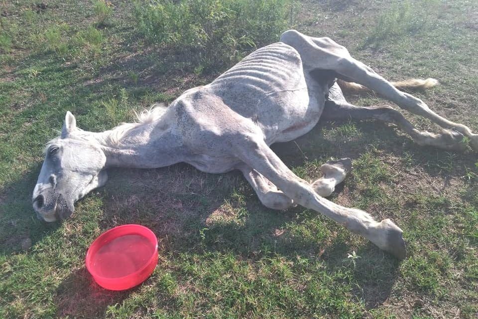 Skeletal horse dies in rodeo "rescue."