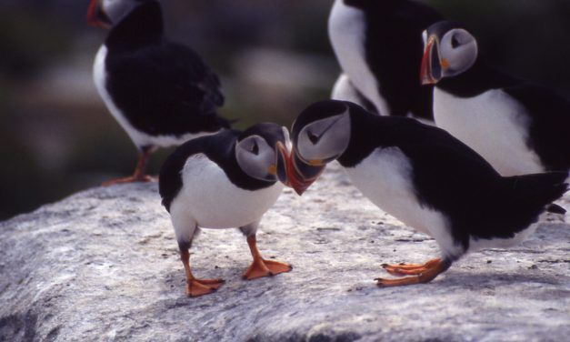 The ‘Puffin Patrol’ Is Saving Hundreds of Birds from Death by Light Pollution