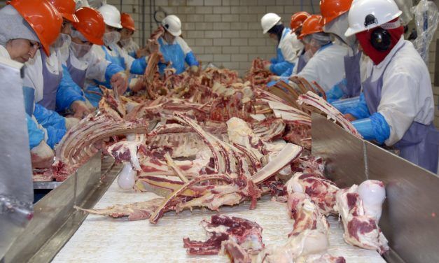 Factory Slaughterhouse Workers in America Suffer 2 Amputations a Week