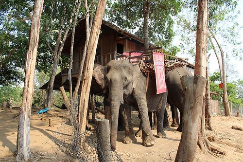 An elephant fitted with gear for riding. Vietnam recently took steps to put a stop to this cruel practice. Learn more at LFT.