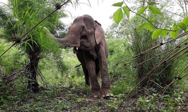 Vietnam Takes Giant Step Towards Elephant-Friendly Tourism