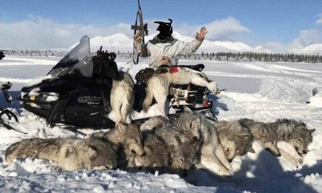 Guns and Wolves: How Hunting Culture Has Plundered America’s Last Wild Frontier