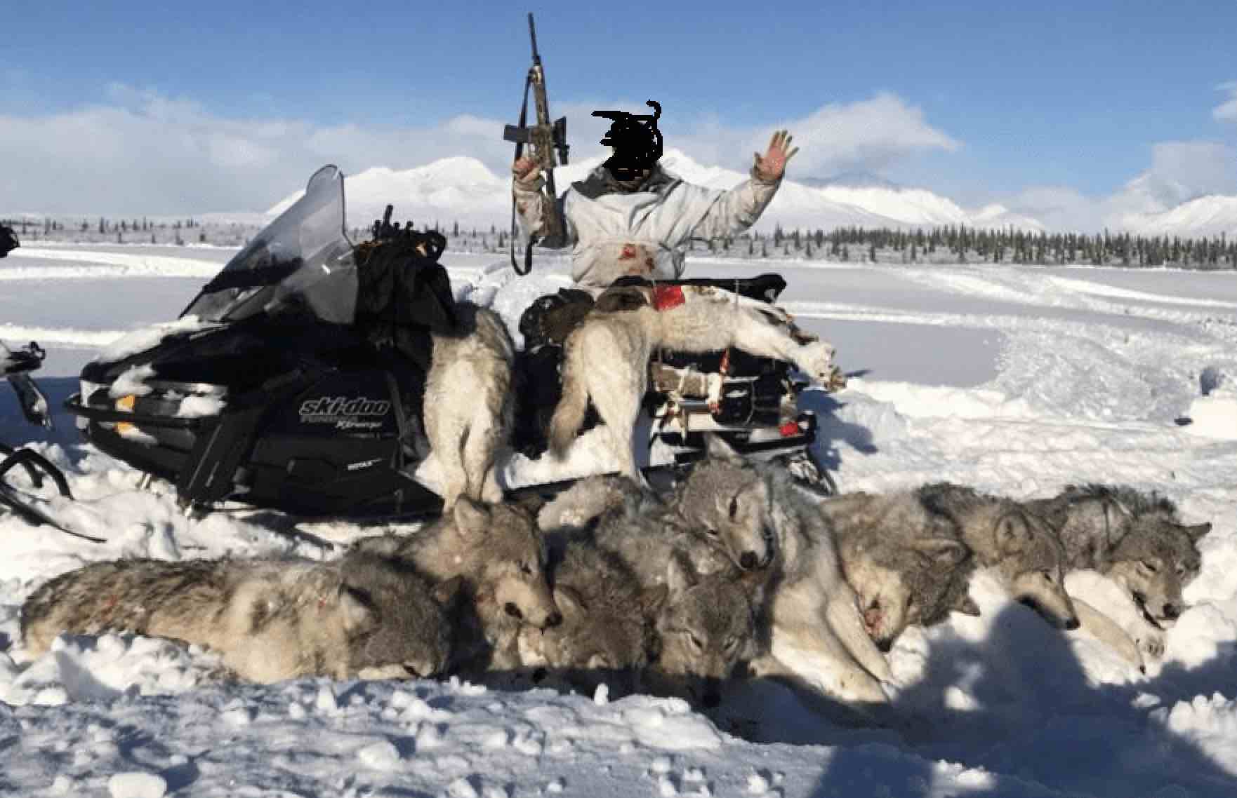 wolf hunt