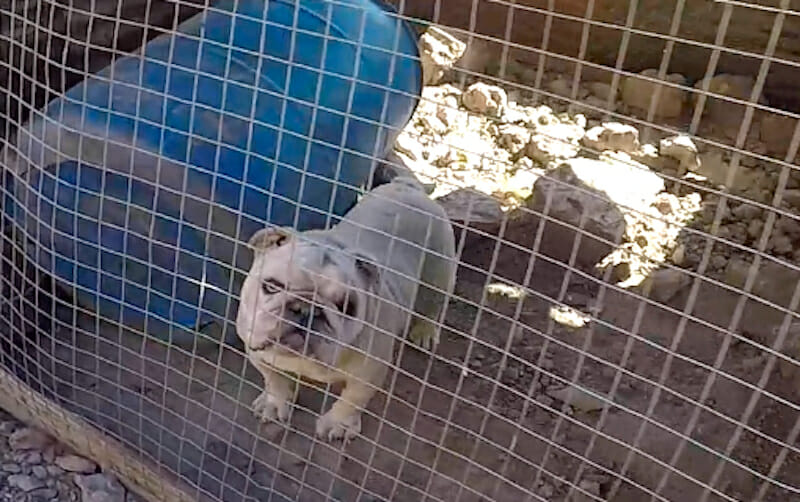 Photo of a bulldog in a cage illegal dogfight breeder 