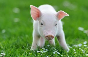 cute baby pig standing on green grass