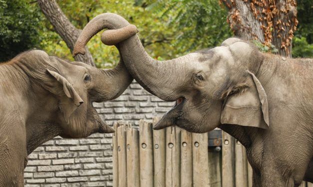 After Years of Cruelty, Buffalo Zoo Finally Shuts Down Miserable Elephant Exhibit
