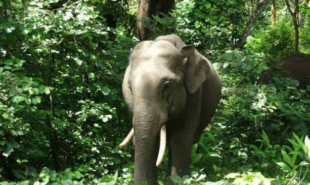 The Battle To Free India’s Riding Elephants