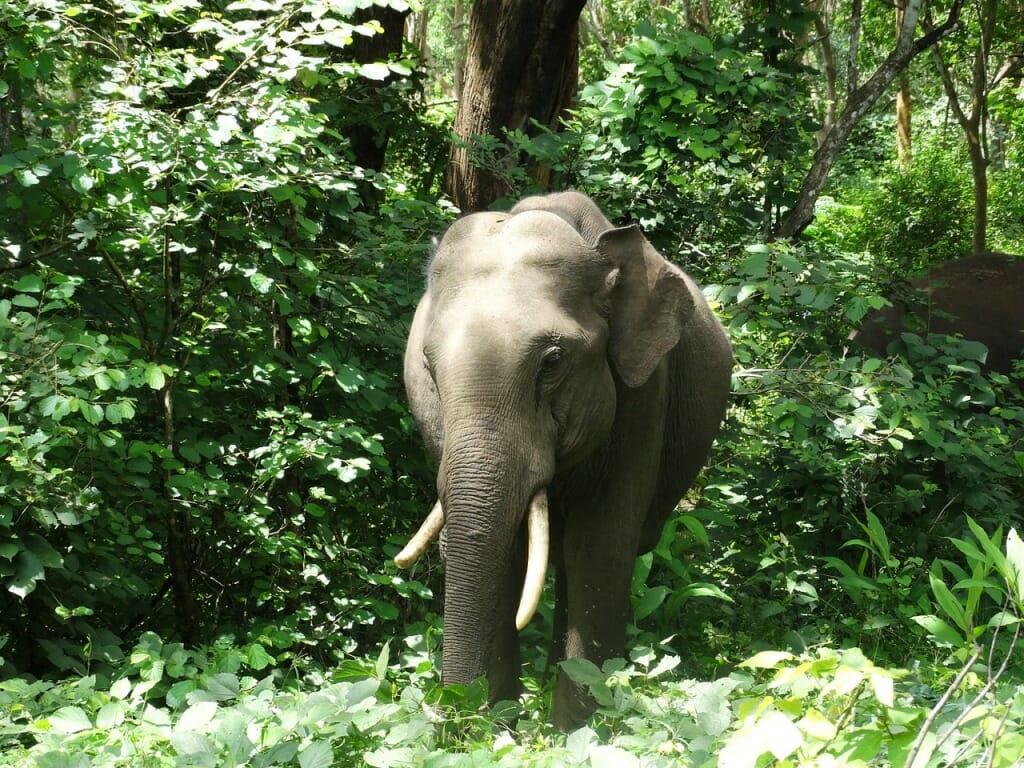 Indian elephant in forest