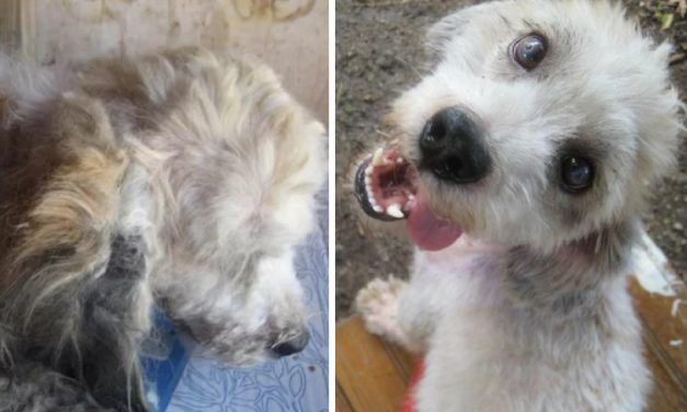 Jovi’s Story – From Ball of Filthy, Matted Fur to Handsome, Happy Pup