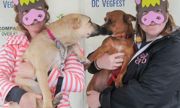 The 10th Annual VegFest is Coming Soon to DC