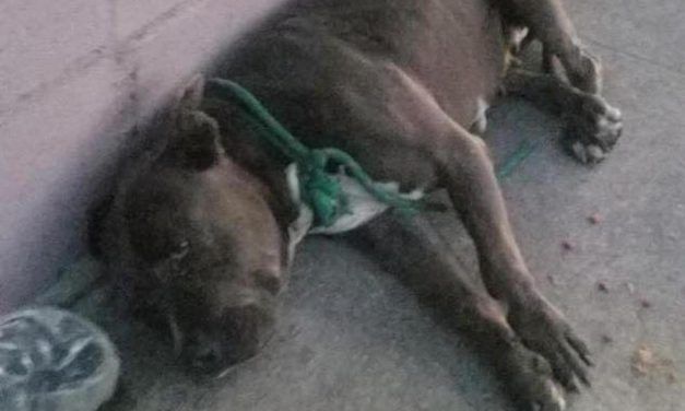 SIGN: Justice for Pit Bull Thrown From Car to Die