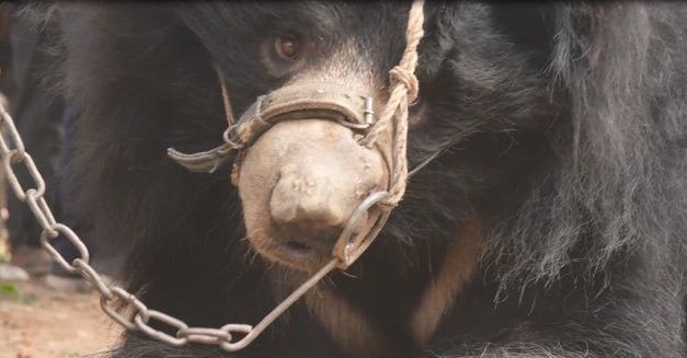 Nepal’s Last Dancing Bear Finally Arrives at Rescue Center