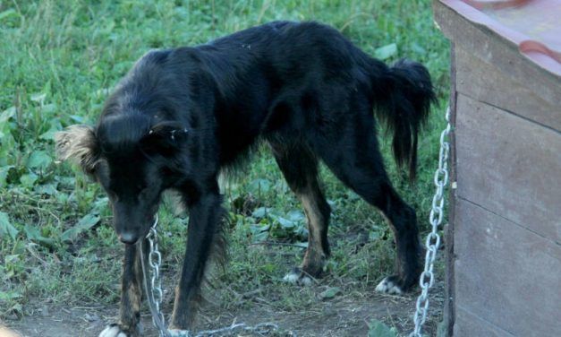 SIGN: Justice for Dog Left to Starve on Chain for Revenge